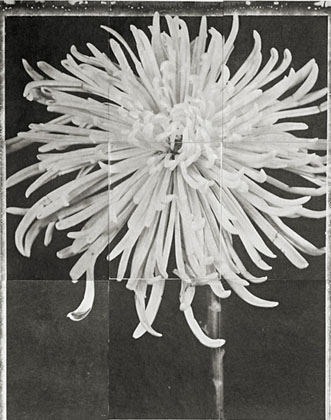 Charles Grogg Spider Mum