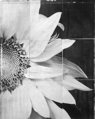 Charles Grogg Sunflower