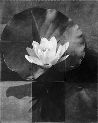 Charles Grogg Water Lily