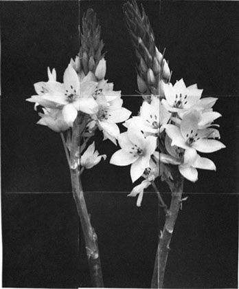 Charles Grogg Star of Bethlehem
