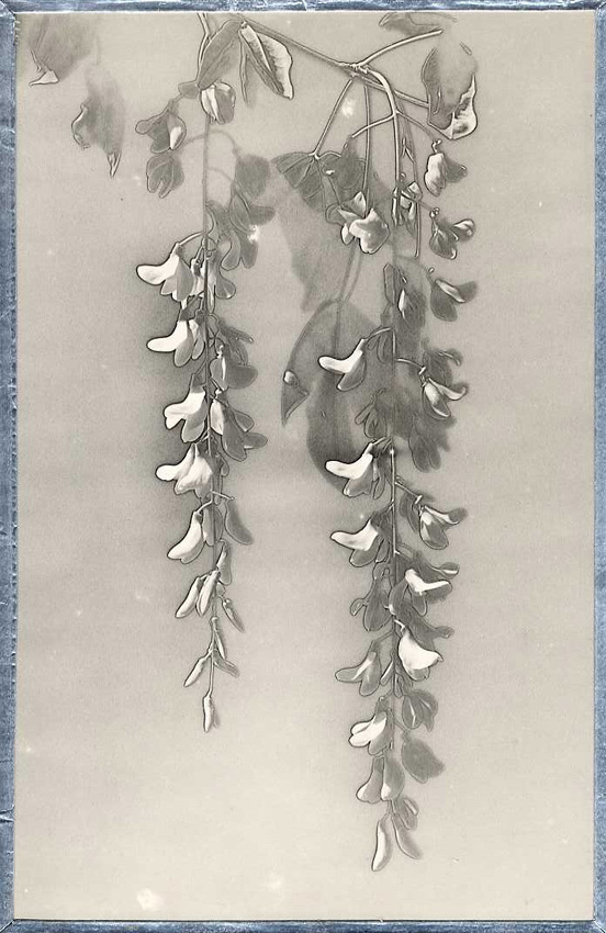 Henri M. Menet, Solarization of Flowers of Laburnum Tree, Silver print, 14 -1/2 x 9-1/4 in, 1937