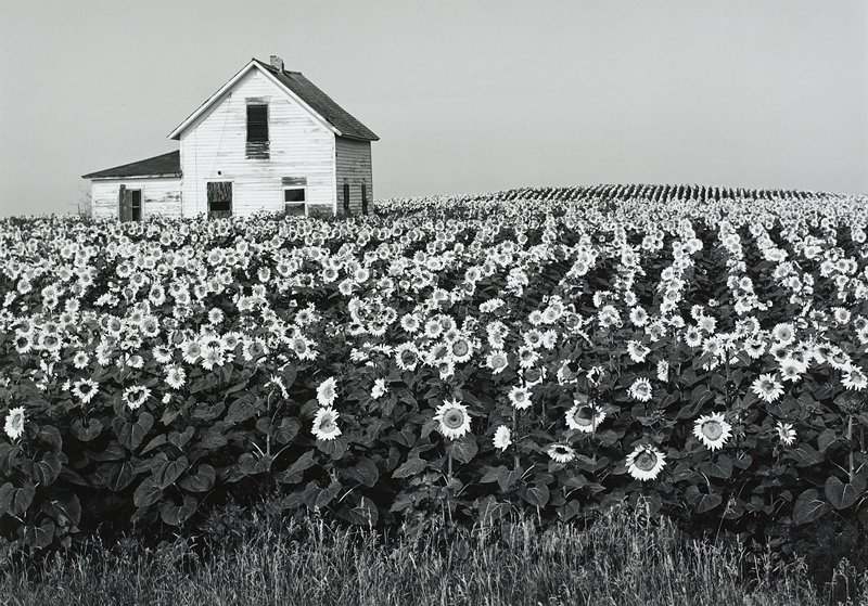 Henry Gilpin, House in Sunflower Field, 1994, Catherine Couturier Gallery