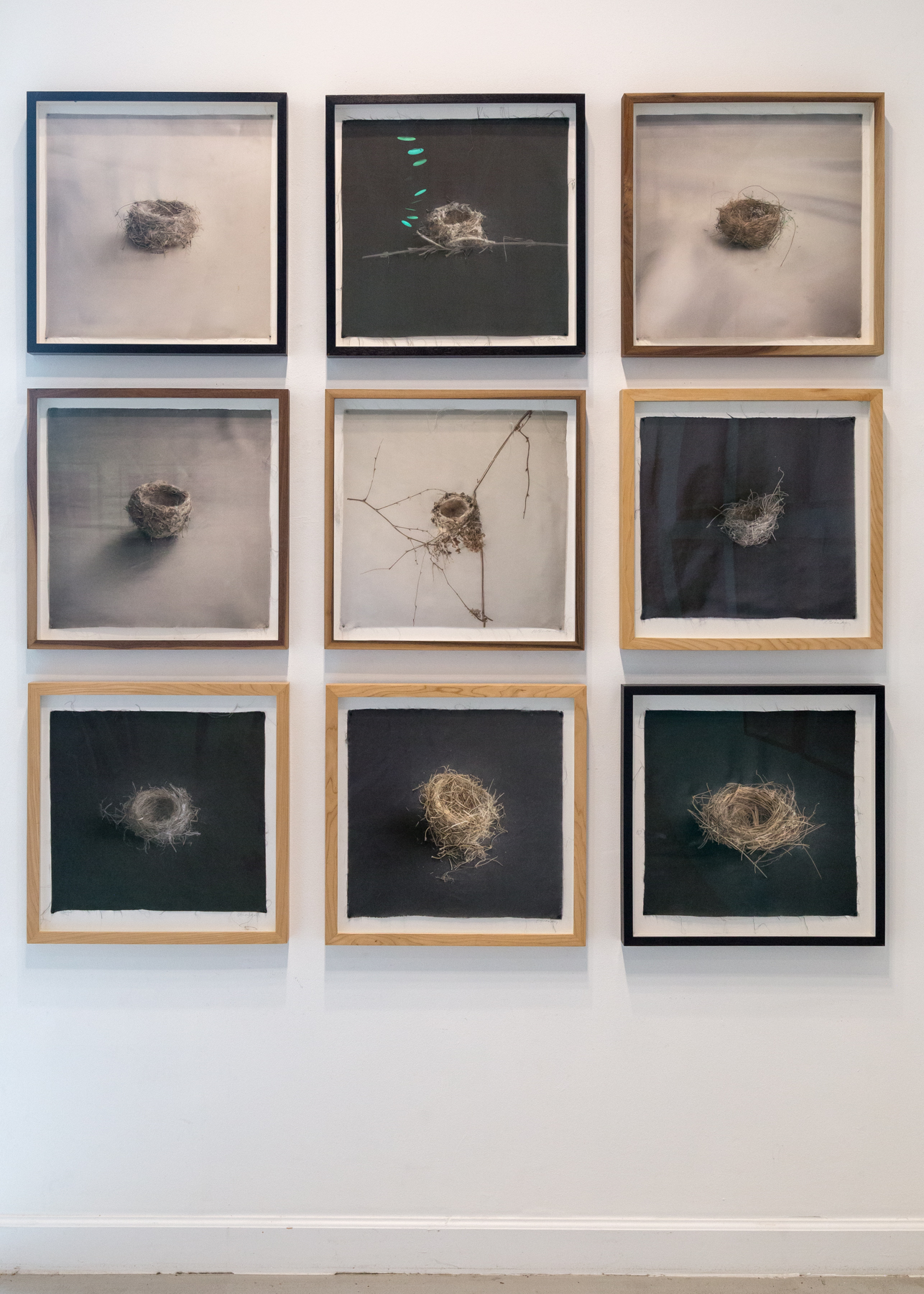 Kate Breakey, Avian, Catherine Couturier Gallery, Houston, Texas, Installation photograph by Erica Lee