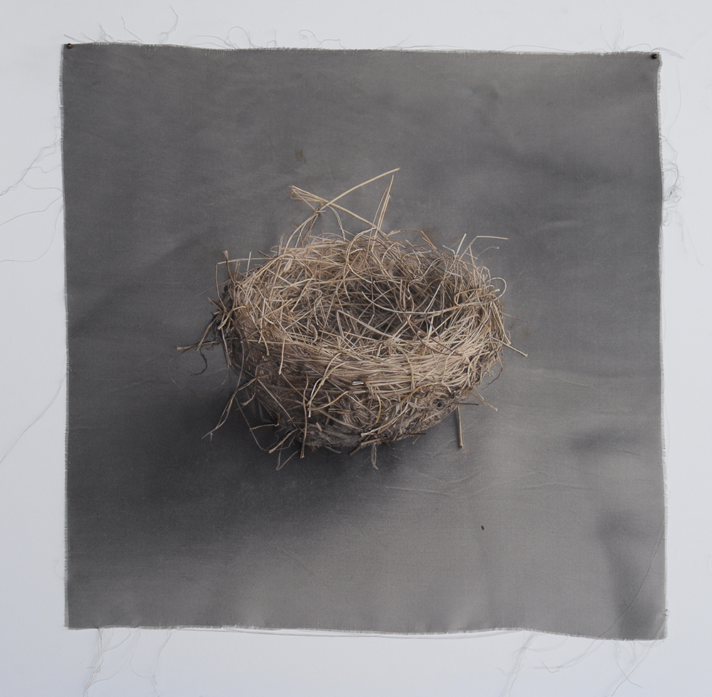 Kate Breakey, Nest 9, Catherine Couturier Gallery