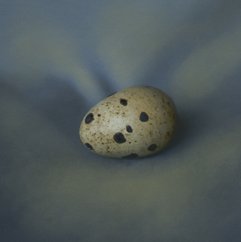 Kate Breakey, Quail Egg 14, Catherine Couturier Gallery