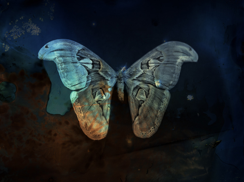 Keith Carter, Blue Atlas Moth, 2012