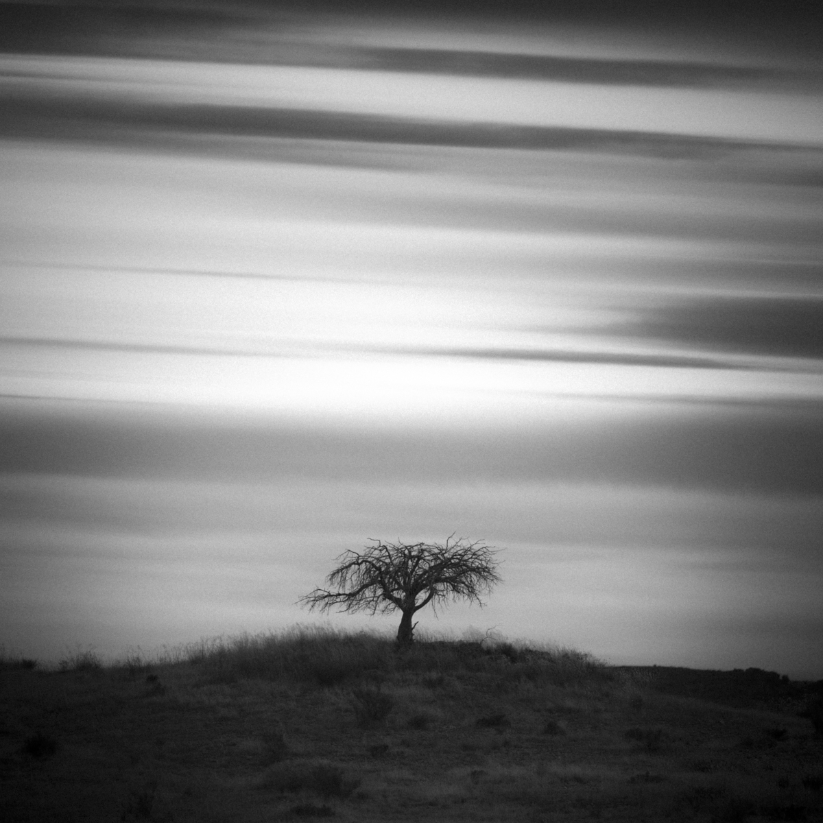 Mesquitte Tree Along RR 2810 Near Marfa, 2019, Mabry Campbell
