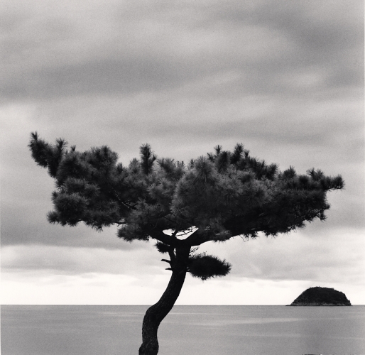 Pine Tree and Nago Island, Tsuda, Shikoku, Japan, Michael Kenna, Catherine Couturier Gallery