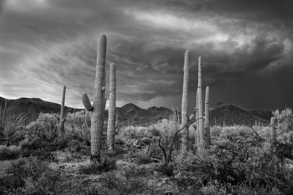 Mitch Dobrowner, Saguaro and Storm, 2017, Catherine Couturier Gallery