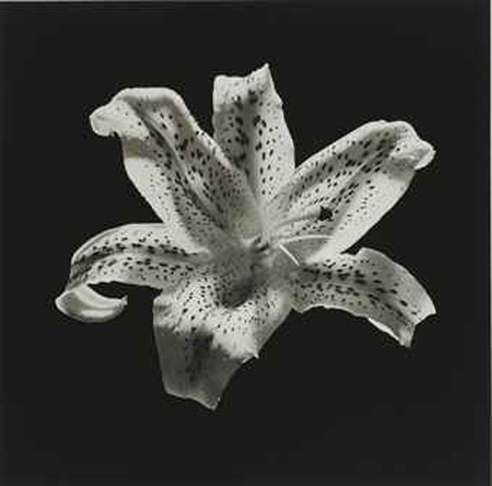 Robert Mapplethorpe Tiger Lily