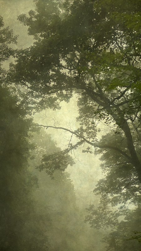 Into the Mist IX, Wendi Schneider, Catherine Couturier Gallery