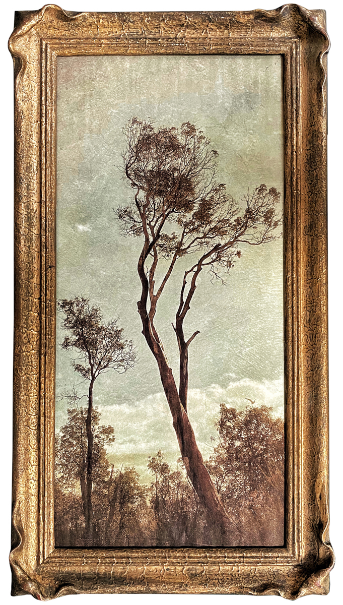 Wendi Schneider, Madrones, Catherine Couturier Gallery, Patina Collection