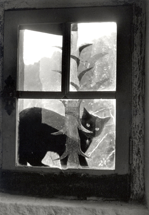Willy Ronis - Chat devant fenetre, 1958