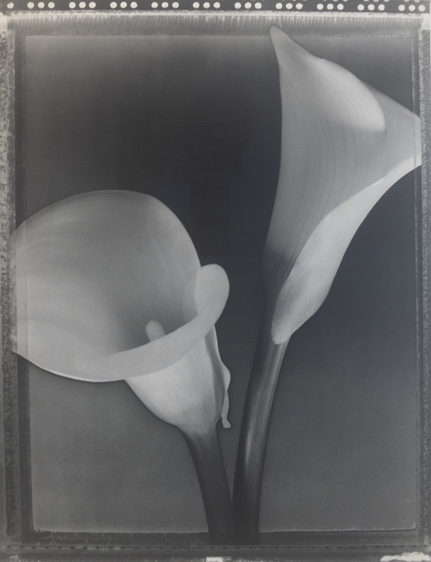 Tom Baril, Solarized Calla Lilies, 1995, Catherine Couturier Gallery